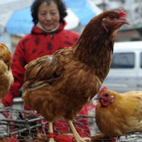 ខែត្រនានានៅប៉ែកខាងជើងនៃប្រទេសវៀតណាមម្ចាស់ការទប់ទល់នឹង អាសន្នរោគផ្ដាសាយបក្សាបក្សី ។